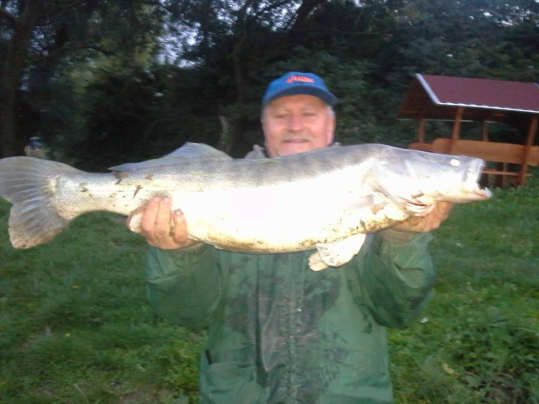 2017.09.18.  7,7 kg-os gyönyörü süllö fogás.