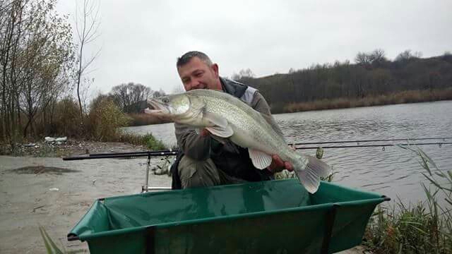 2016. November közepén fogott nagyon szép süllöt horgásztársunk amely 4,9 kg<br />( a hosszú 